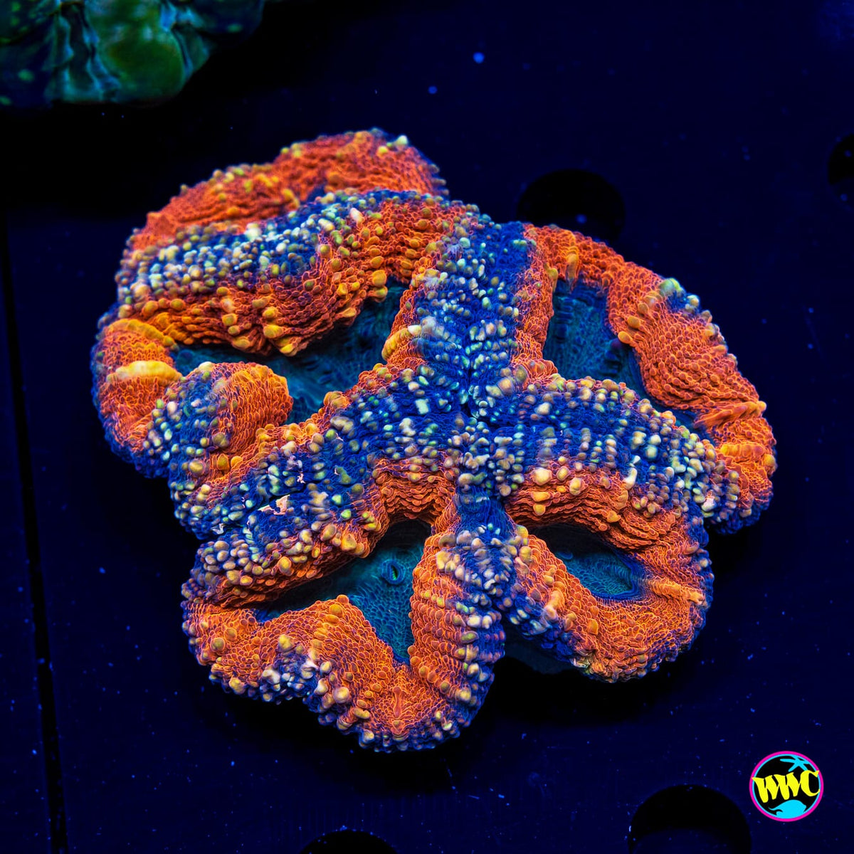 Tropicana Lobophyllia - Actinic Photo