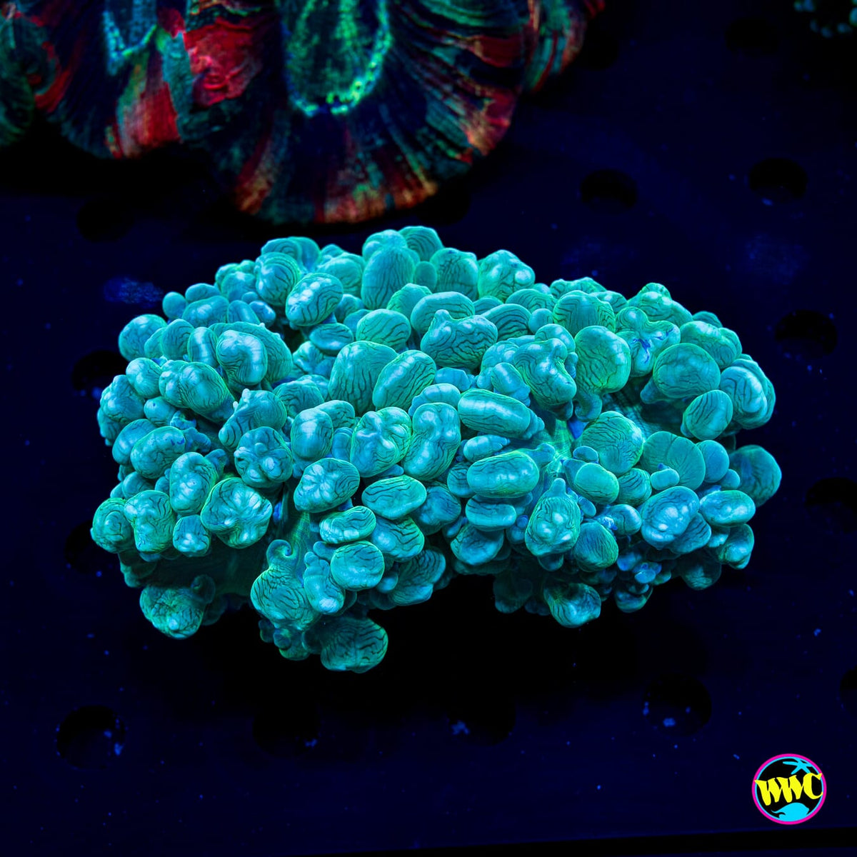 Teal Snakeskin Bubble - Actinic Photo