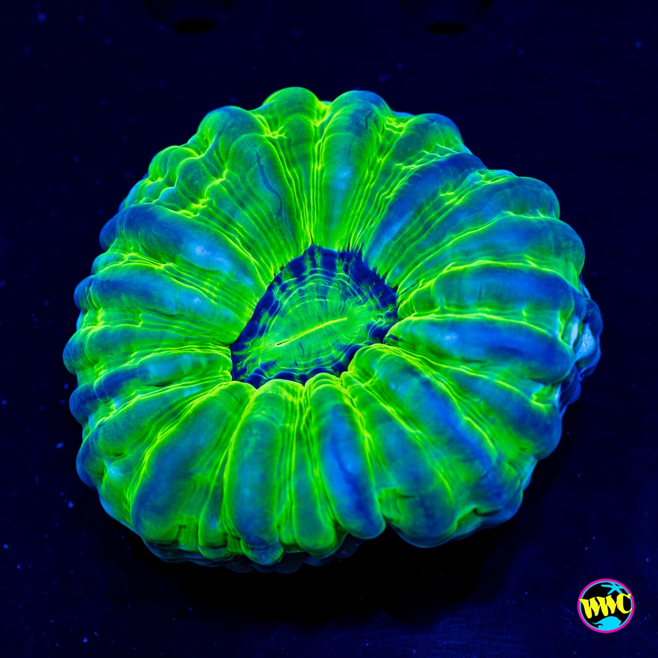Chameleon Cynarina - Actinic Photo