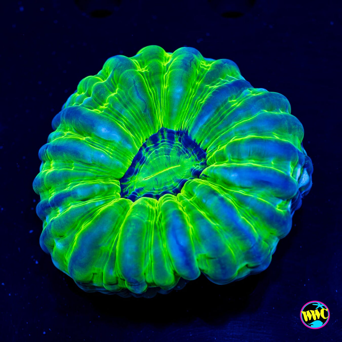Chameleon Cynarina - Actinic Photo