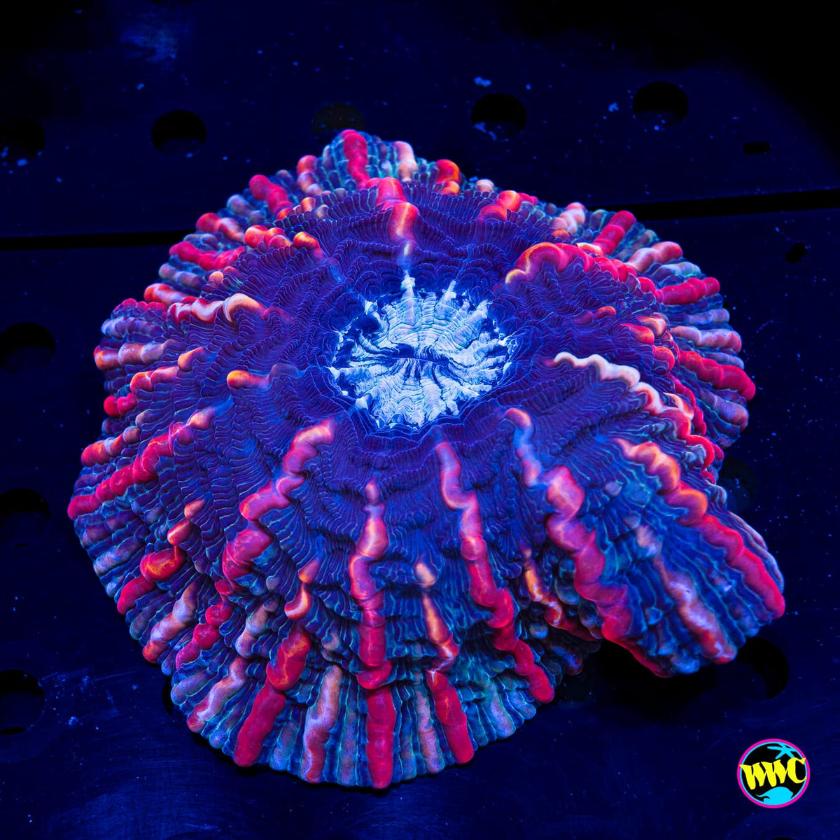 Cosmic Vortex Indophyllia - Actinic Photo
