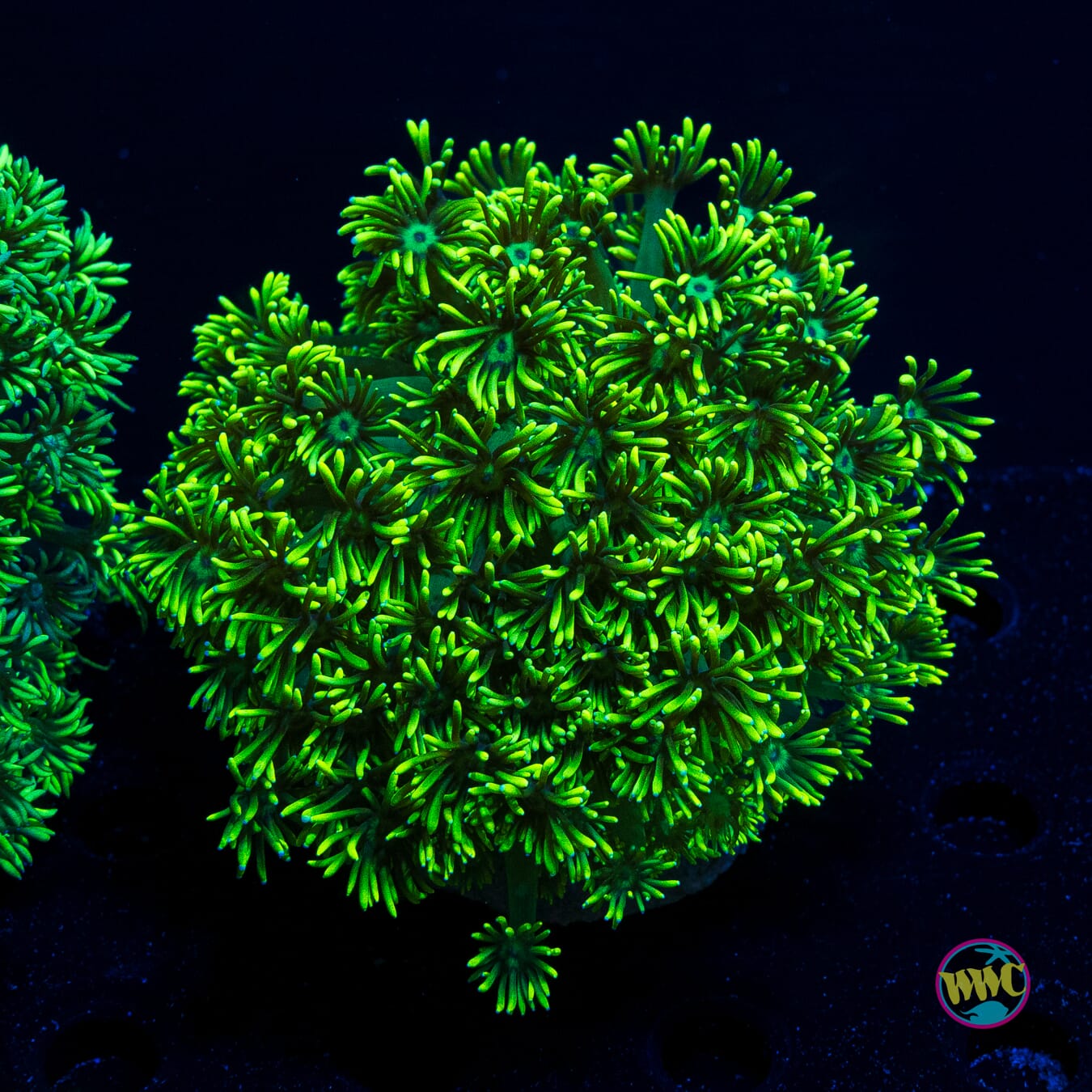 Neon Ball Goniopora - Actinic Photo