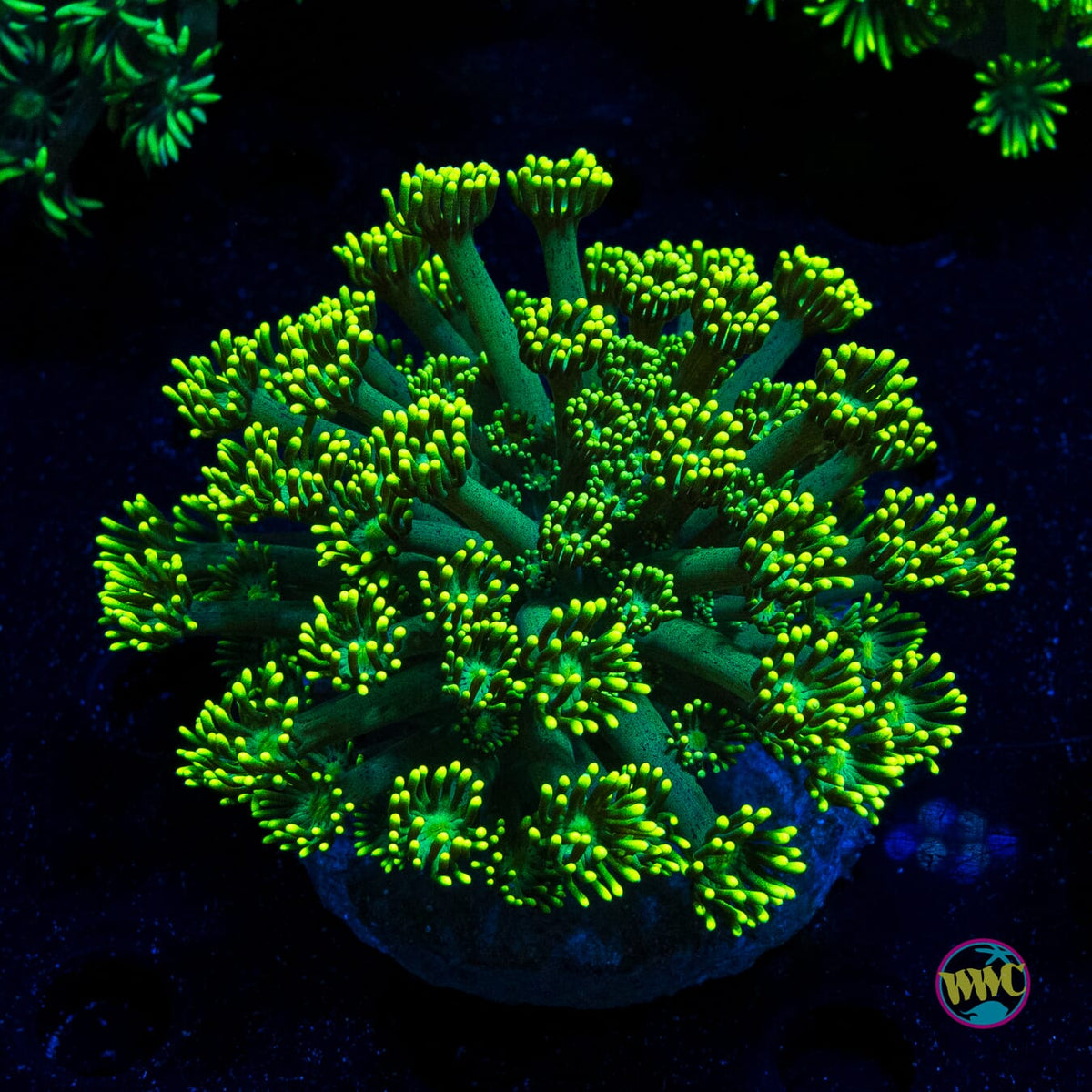 Fission Bomb Goniopora - Actinic Photo