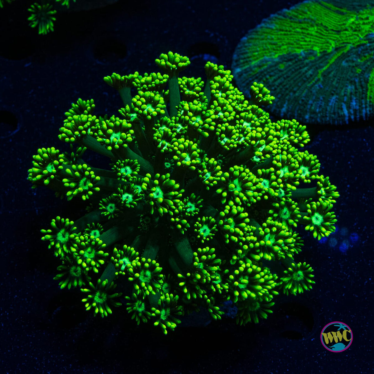 High Voltage Goniopora - Actinic Photo
