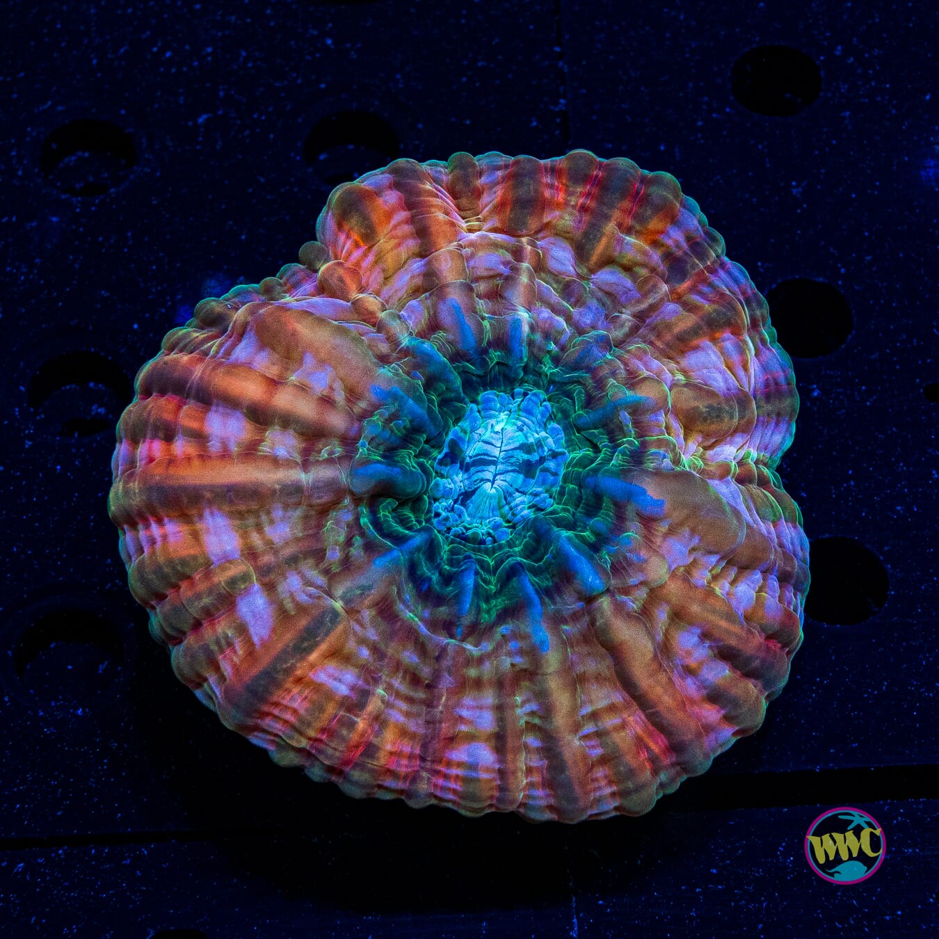Rose Gold Cynarina - Actinic Photo