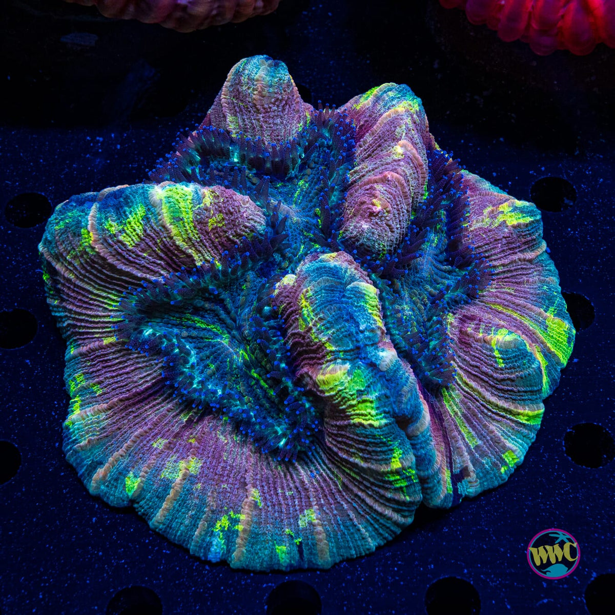 Opalescent Trachyphyllia - Actinic Photo