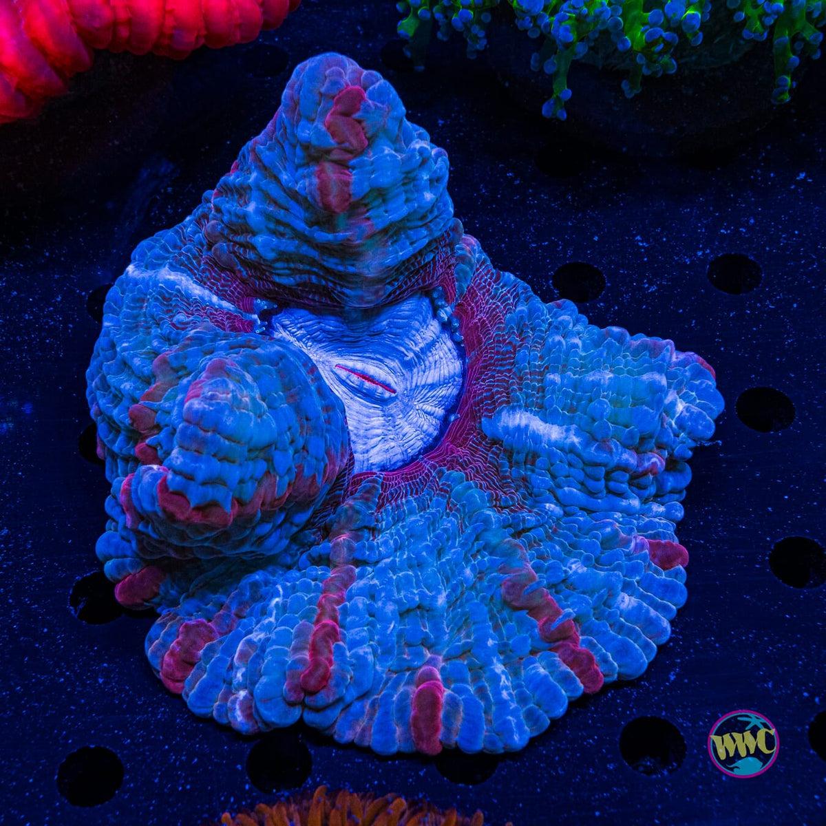Ruby River Indophyllia - Actinic Photo