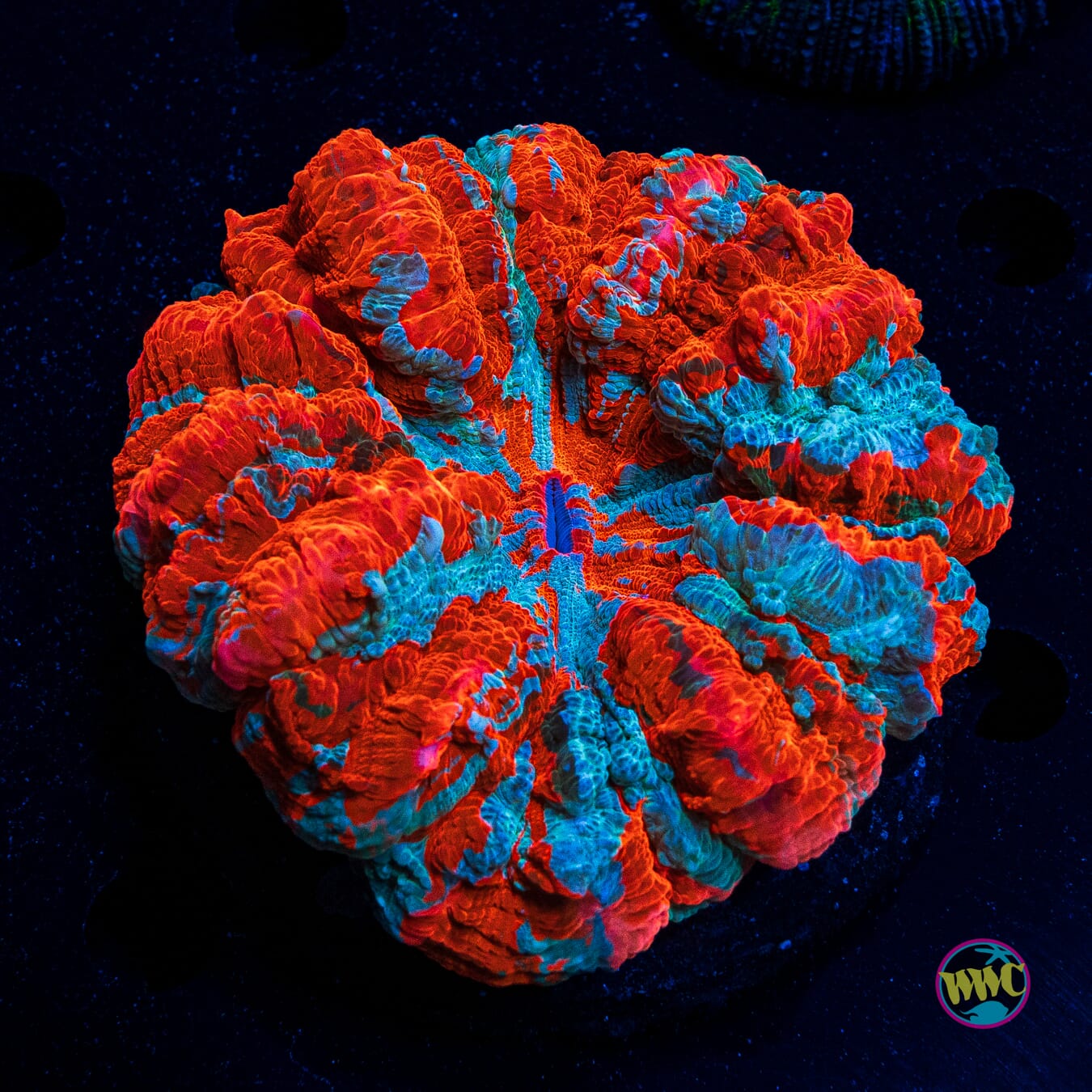 Fire and Ice Acanthophyllia - Actinic Photo