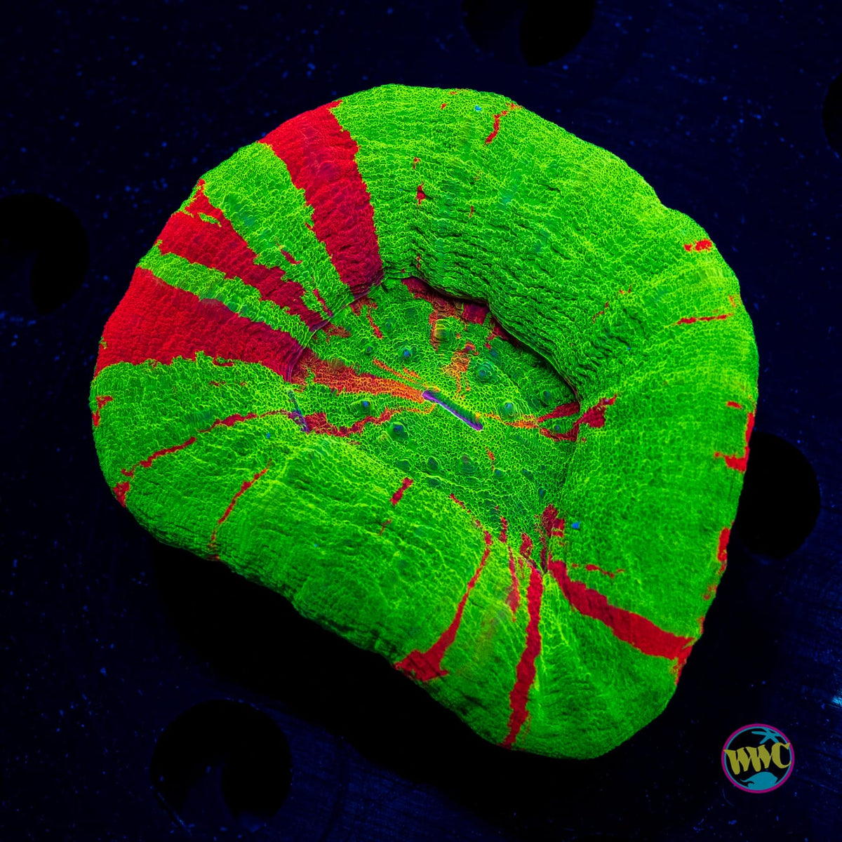 Bleeding Apple Scolymia - Actinic Photo