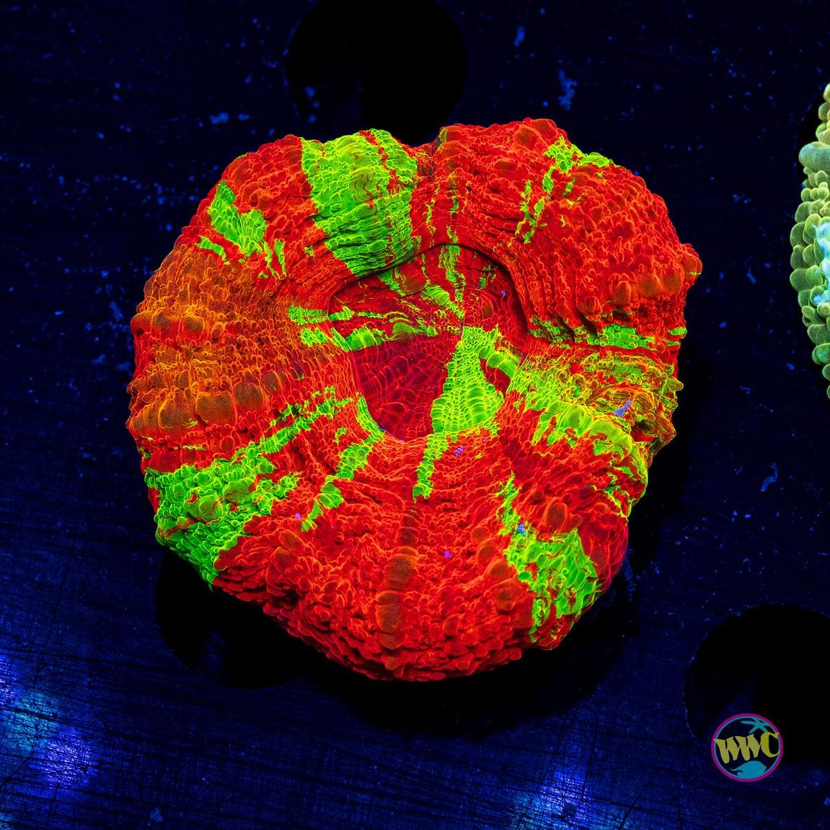 Molten Core Scolymia - Actinic Photo