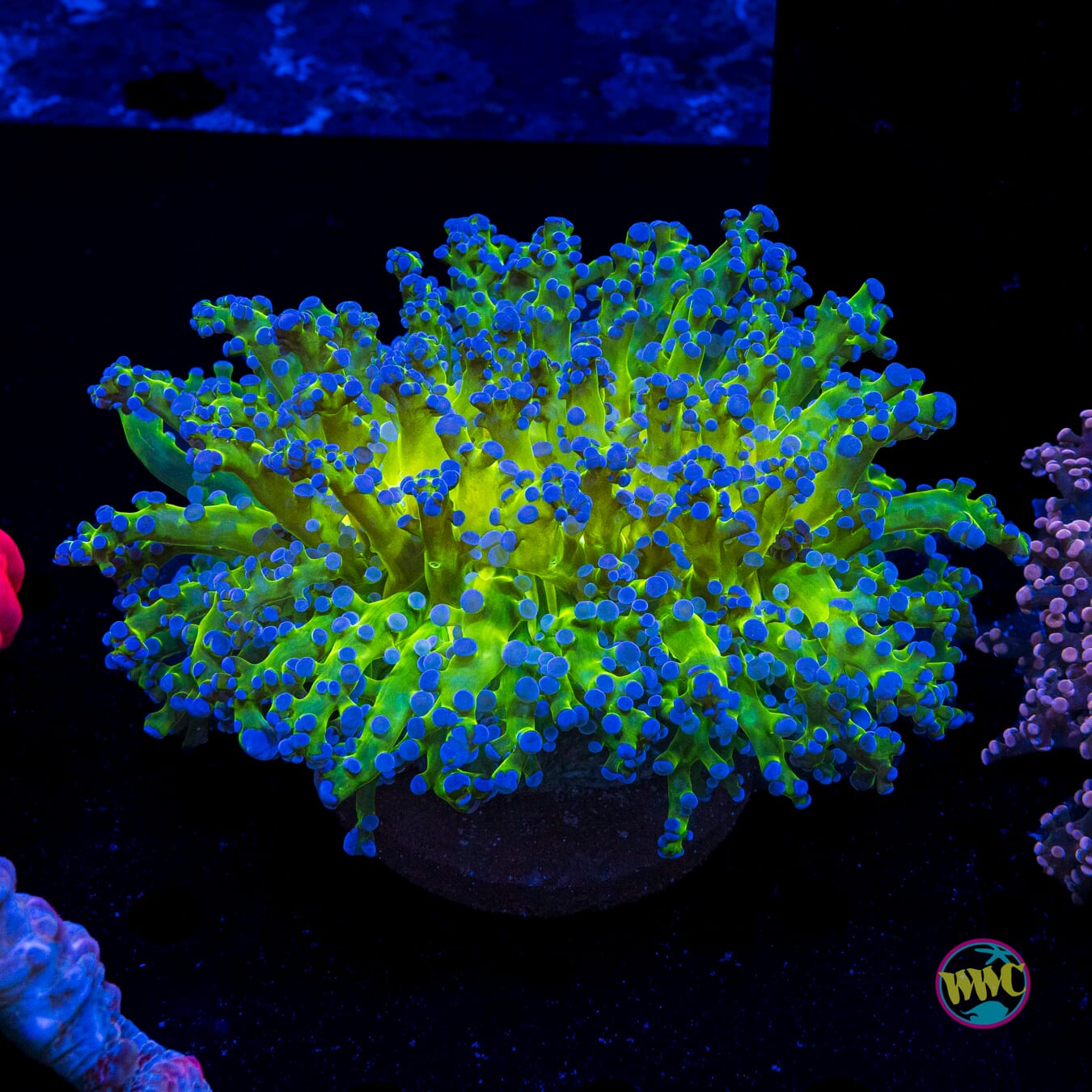 Bicolor Frogspawn - Actinic Photo