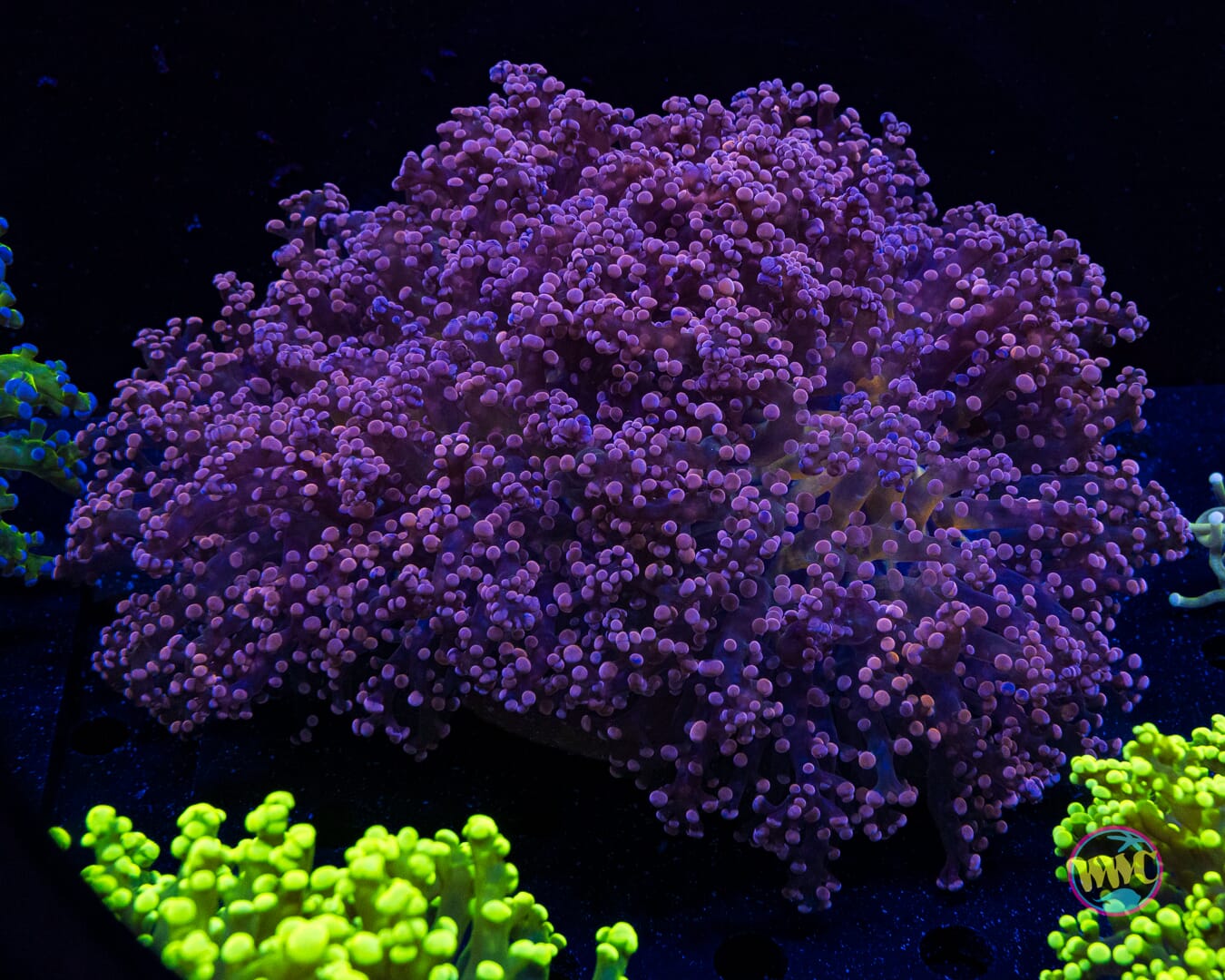 Pinkerton Frogspawn - Actinic Photo
