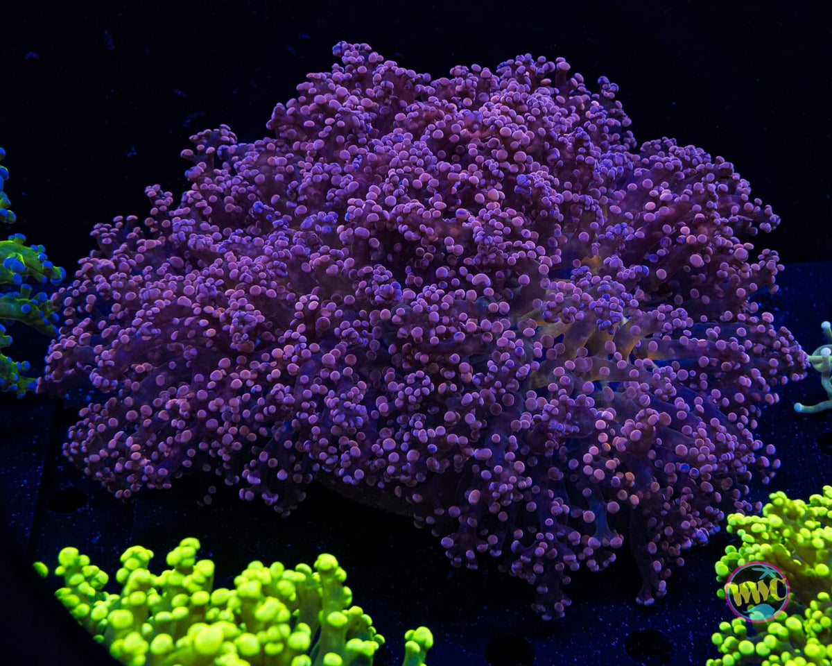 Pinkerton Frogspawn - Actinic Photo