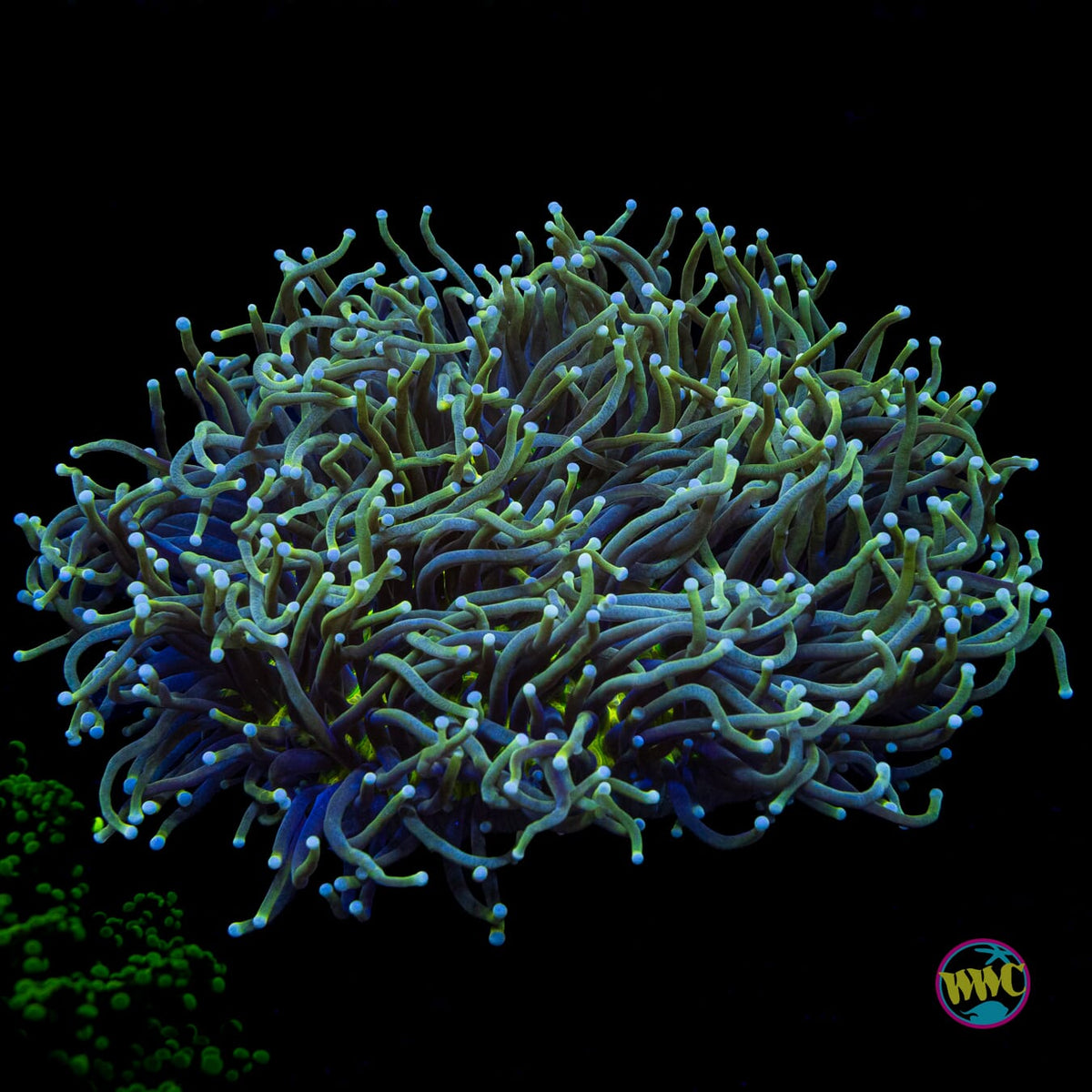 Juicy Fruit Heliofungia Plate - Actinic Photo