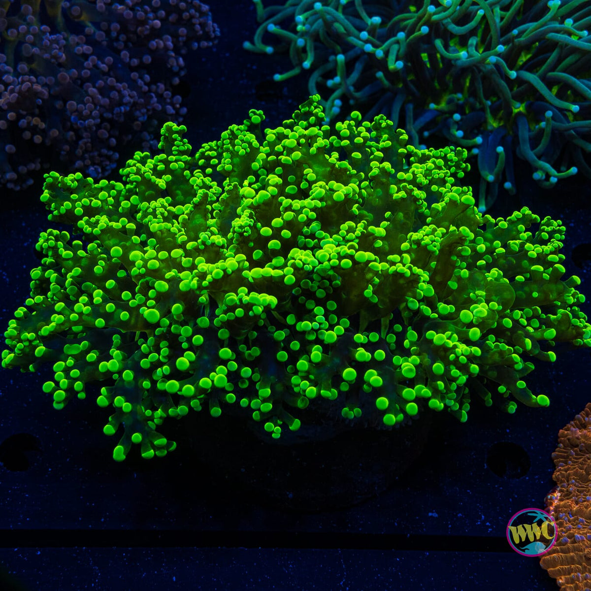 Electric Surge Frogspawn - Actinic Photo