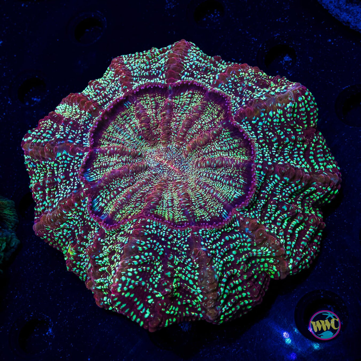 Spellbinder Acanthophyllia - Actinic Photo