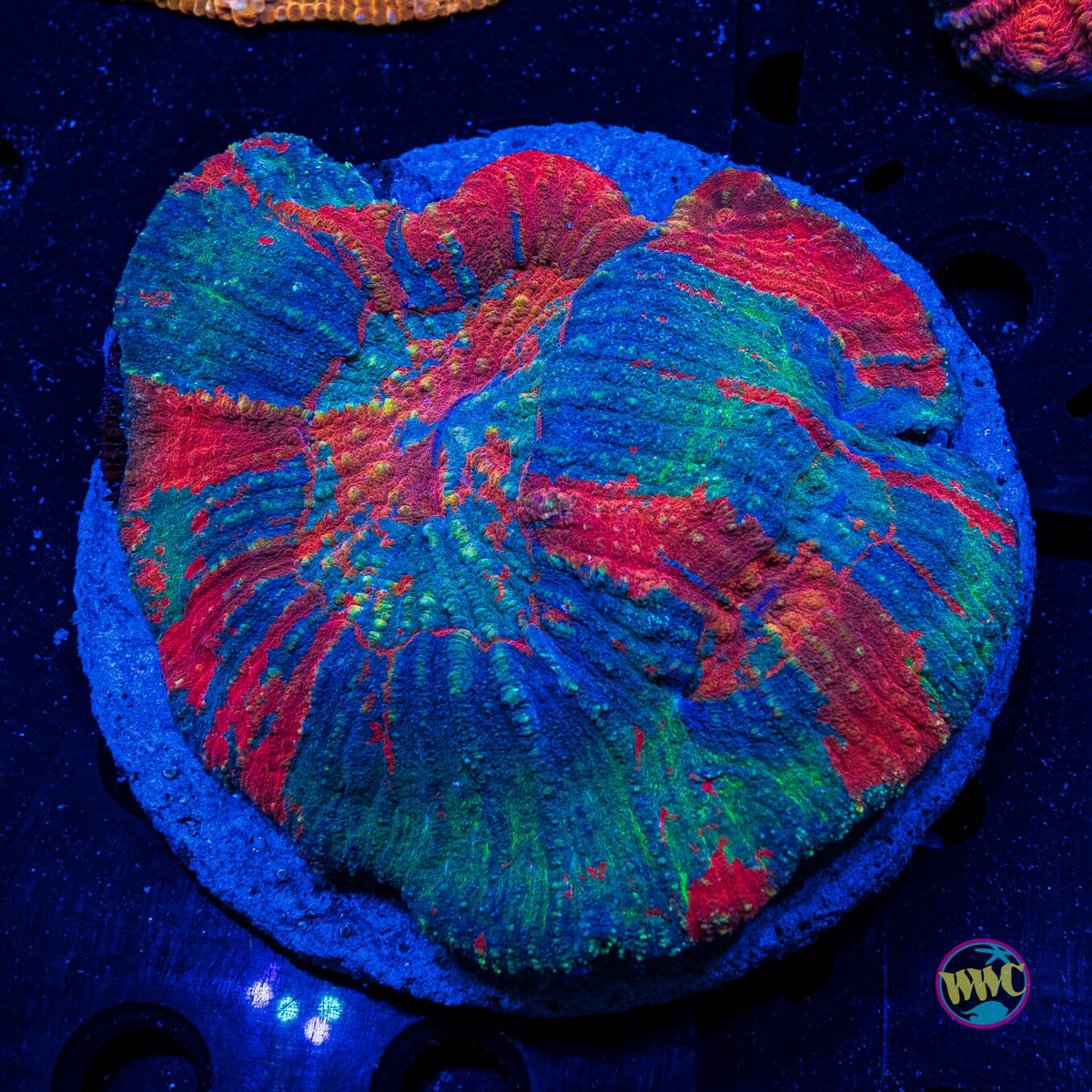 Daydreamer Australomussa - Actinic Photo
