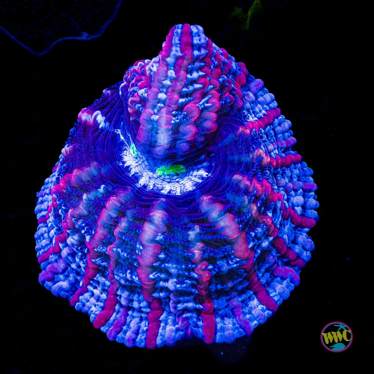 Shimmering Vortex Indophyllia - Actinic Photo