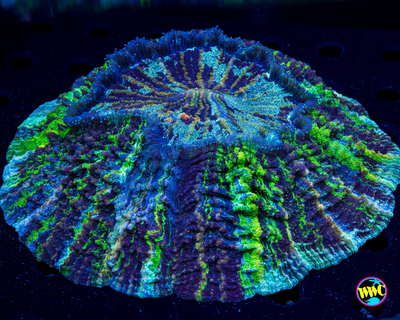Neptune Acanthophyllia - Actinic Photo