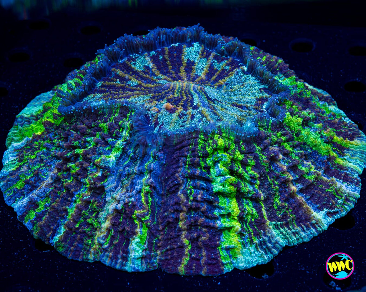 Neptune Acanthophyllia - Actinic Photo