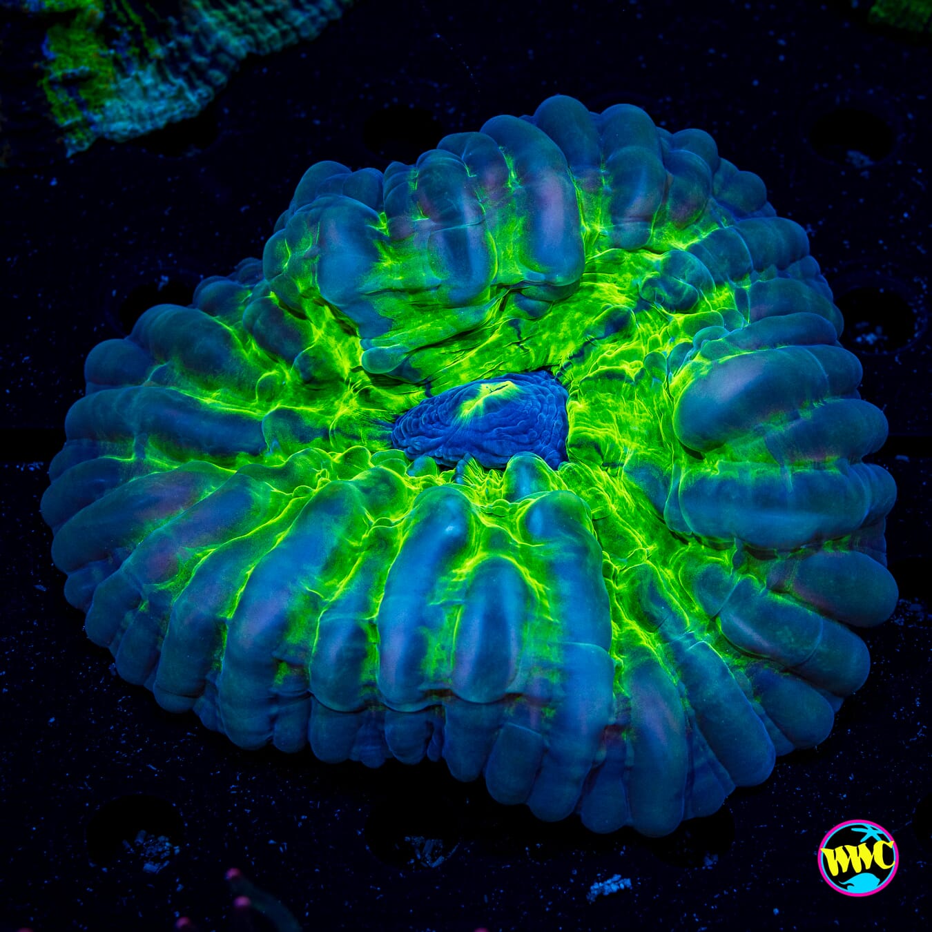 Acid Drop Cynarina - Actinic Photo