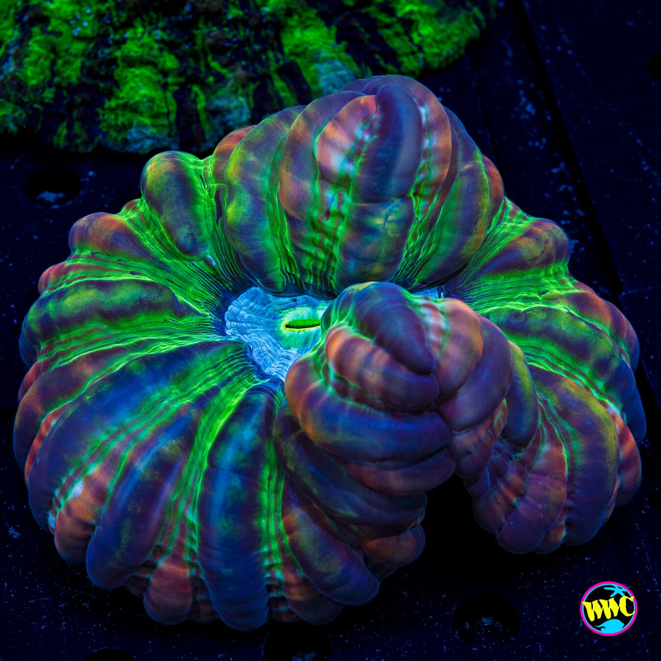 Space Jam Cynarina - Actinic Photo