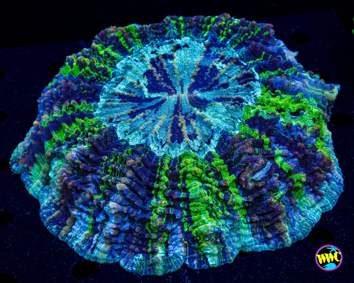 Flash Freeze Acanthophyllia - Actinic Photo