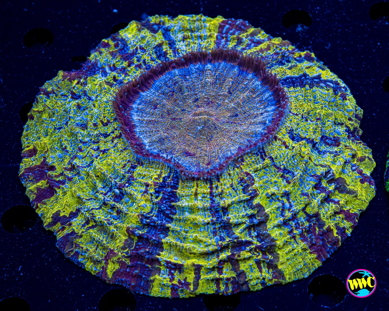 Viking Star Acanthophyllia - Actinic Photo
