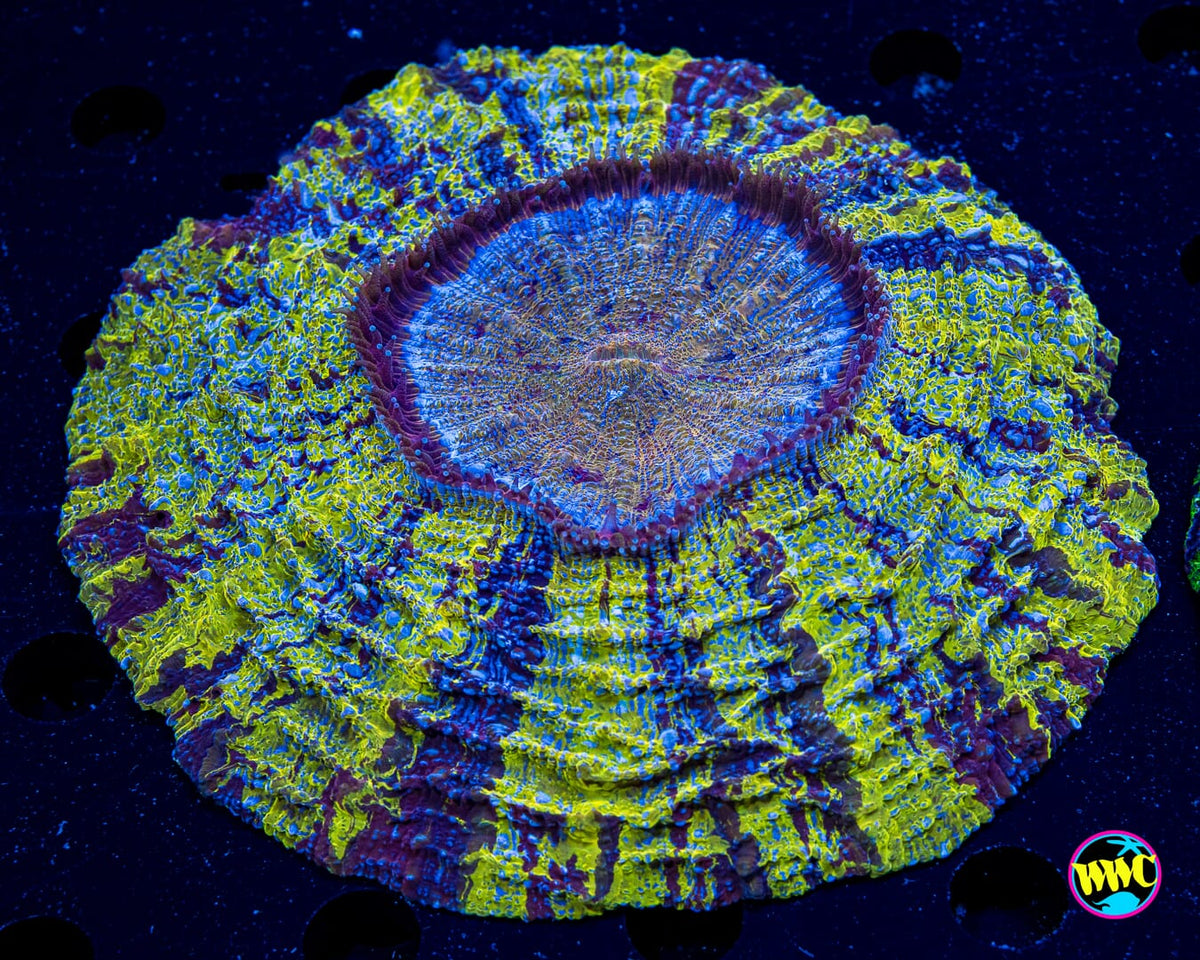 Viking Star Acanthophyllia - Actinic Photo