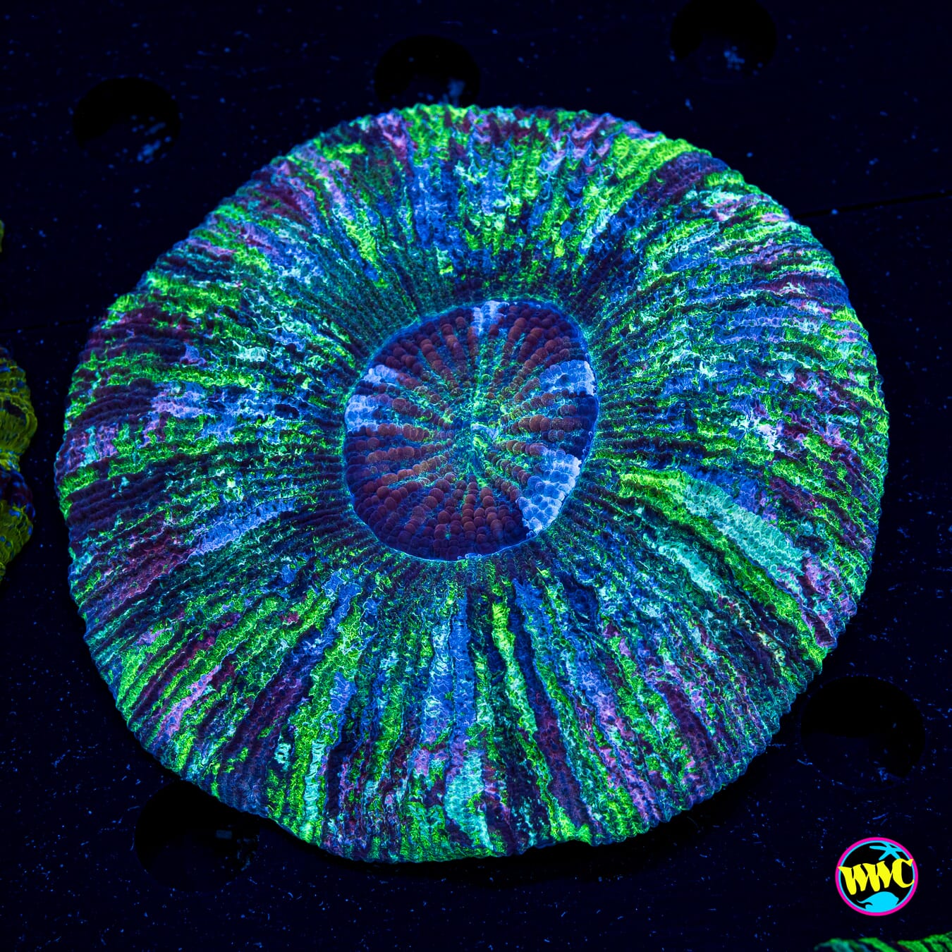 Lavender Explosion Trachyphyllia - Actinic Photo