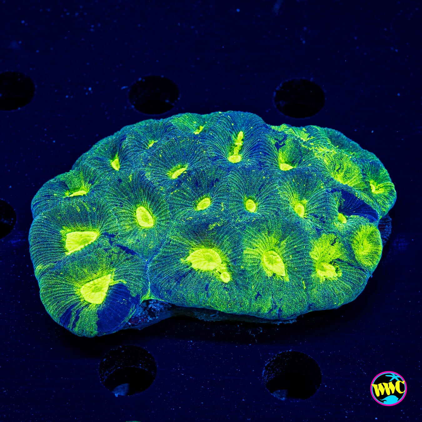 Nuclear Glow Goniastrea - Actinic Photo