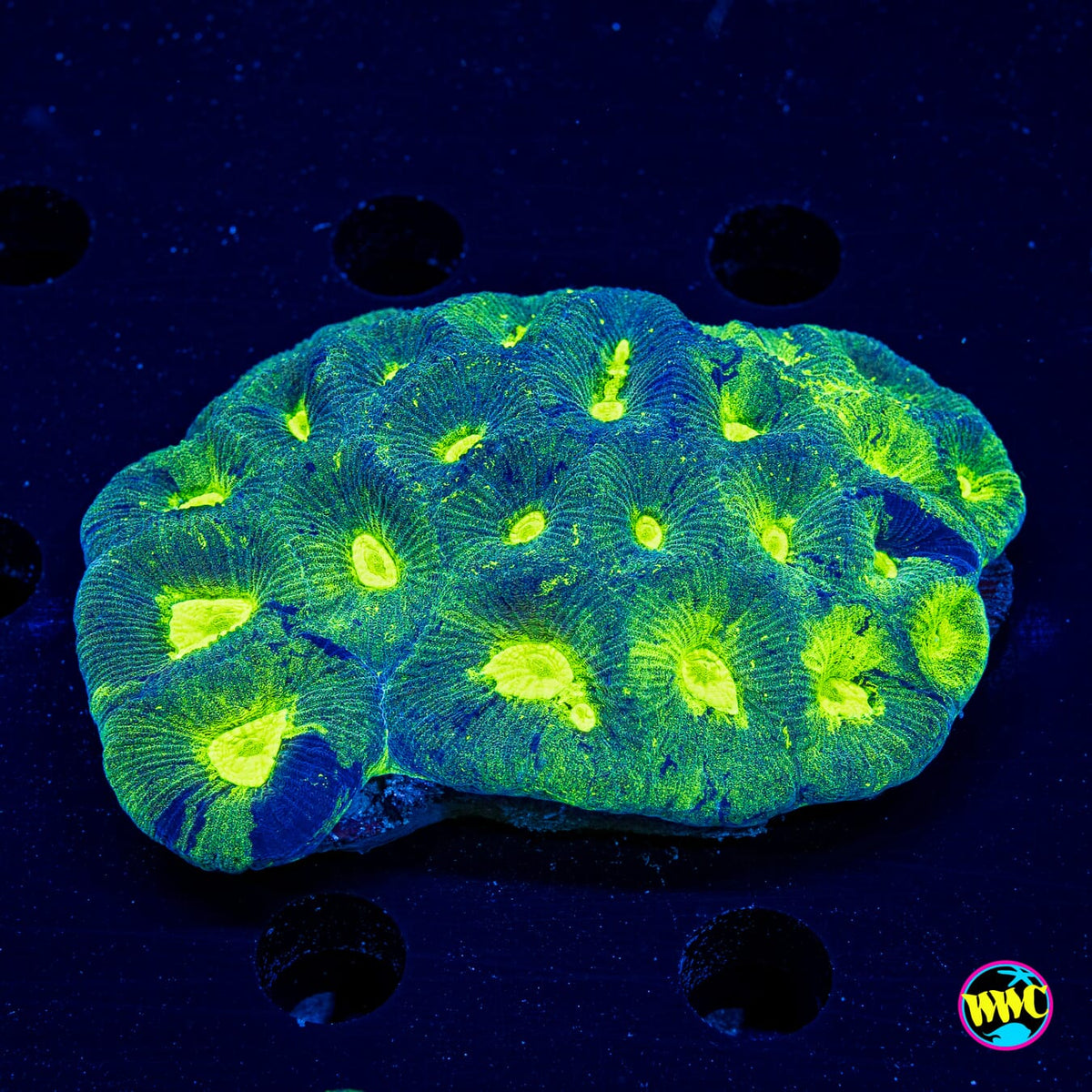 Nuclear Glow Goniastrea - Actinic Photo
