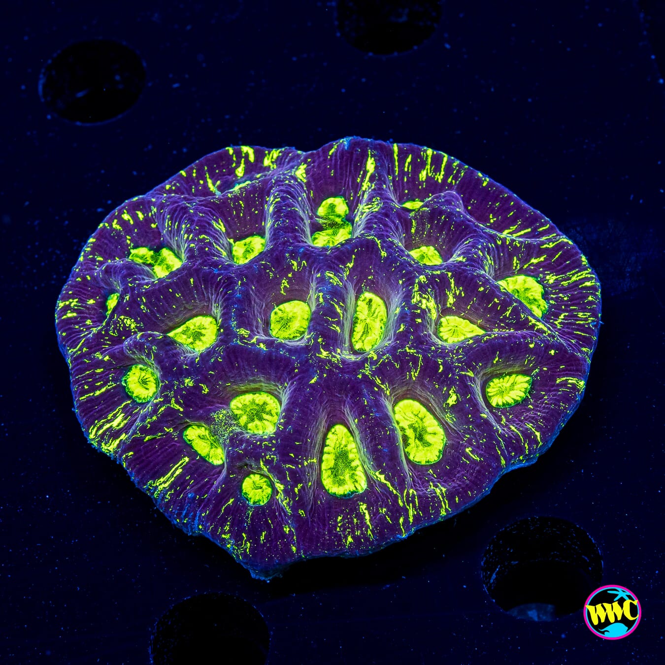 Toxic Splatter Goniastrea - Actinic Photo