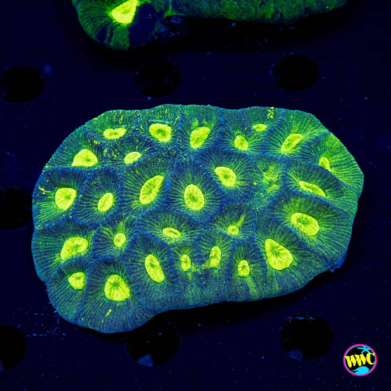 Electric Surge Goniastrea - Actinic Photo