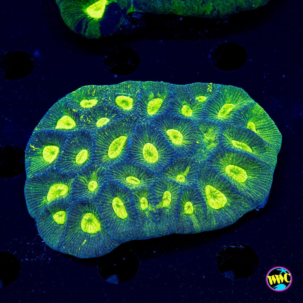 Electric Surge Goniastrea - Actinic Photo
