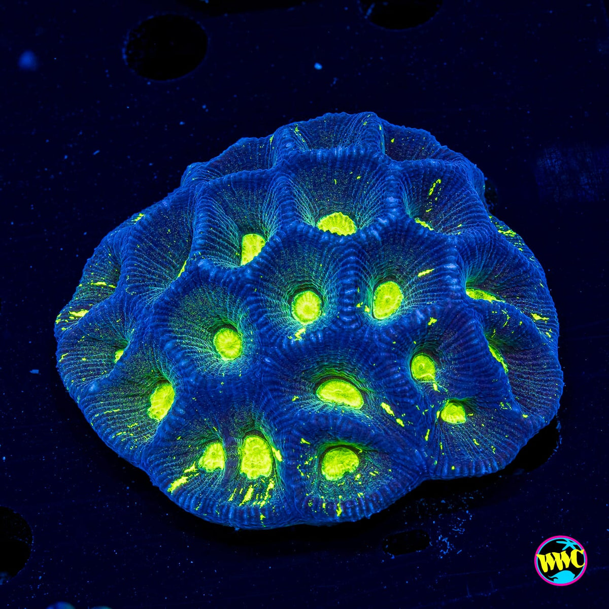 Neon Eye Goniastrea - Actinic Photo