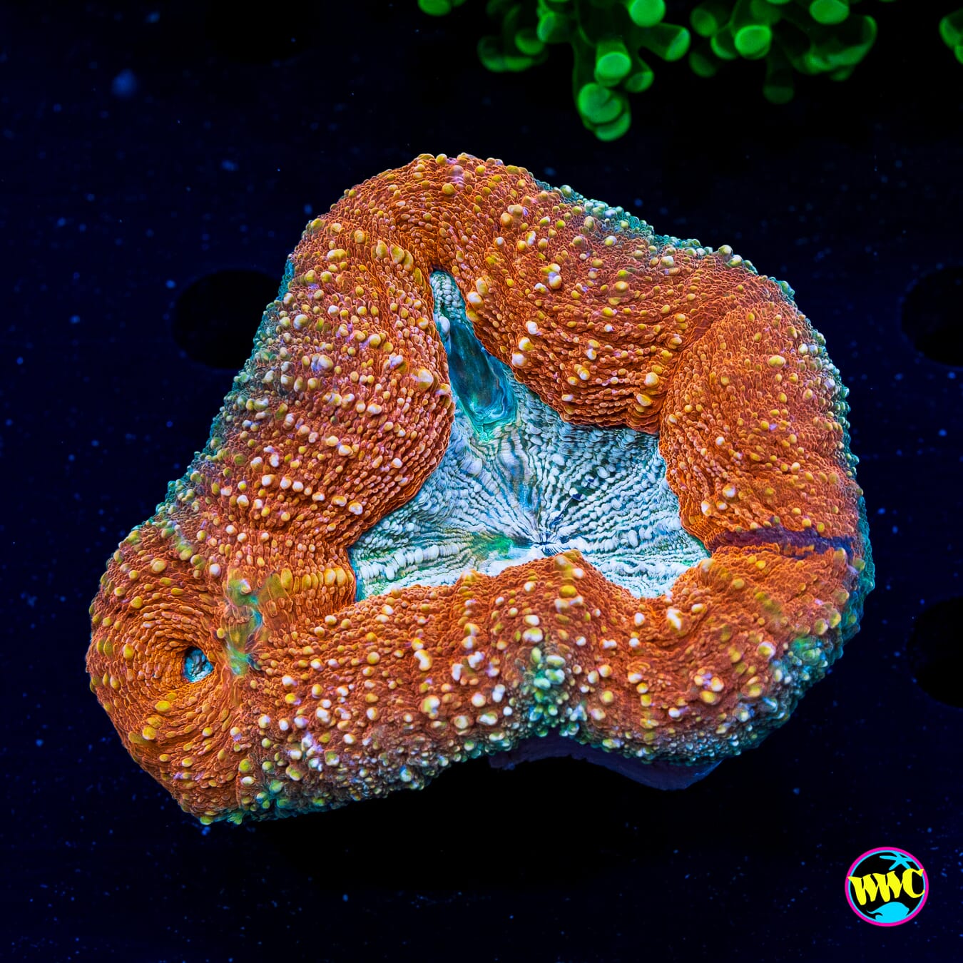 Orange Creamsicle Lobophyllia - Actinic Photo