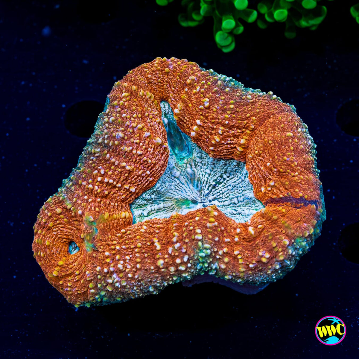 Orange Creamsicle Lobophyllia - Actinic Photo