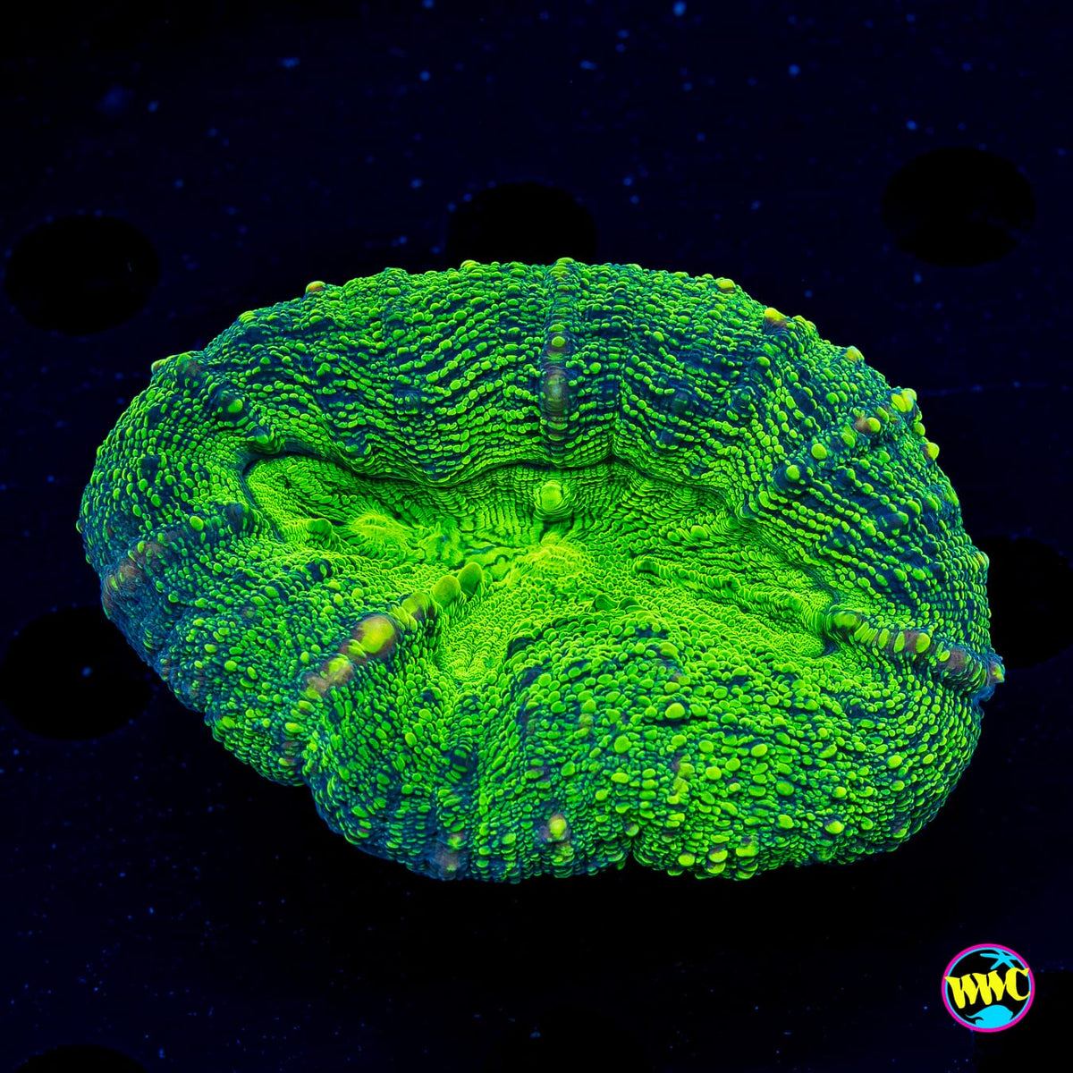 Poison Nova Lobophyllia - Actinic Photo
