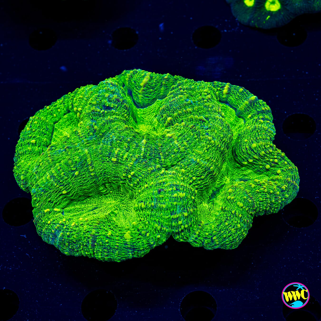 Krypton Lobophyllia - Actinic Photo