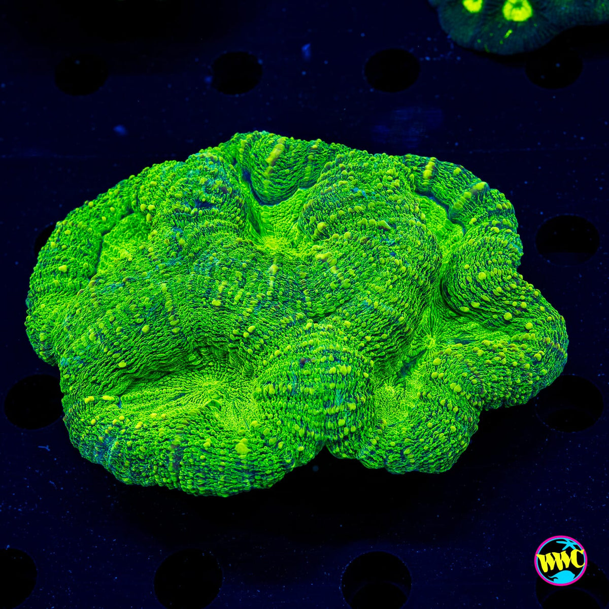 Krypton Lobophyllia - Actinic Photo