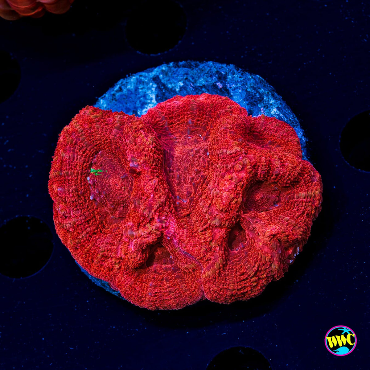 Red Apple Bowerbanki - Actinic Photo