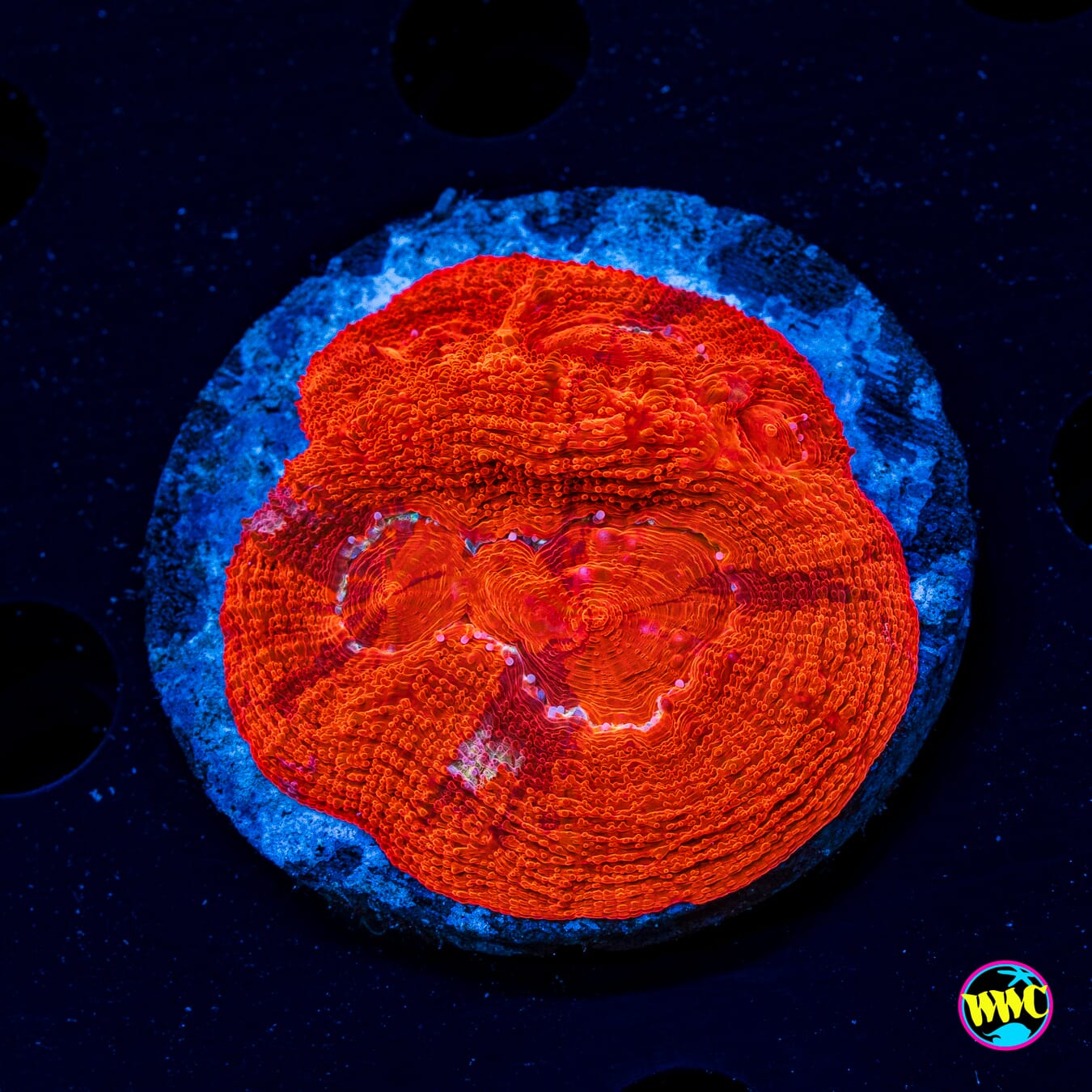Blood Red Bowerbanki - Actinic Photo