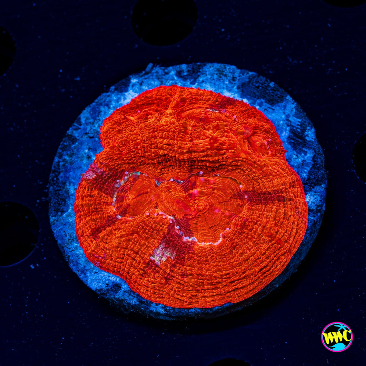 Blood Red Bowerbanki - Actinic Photo