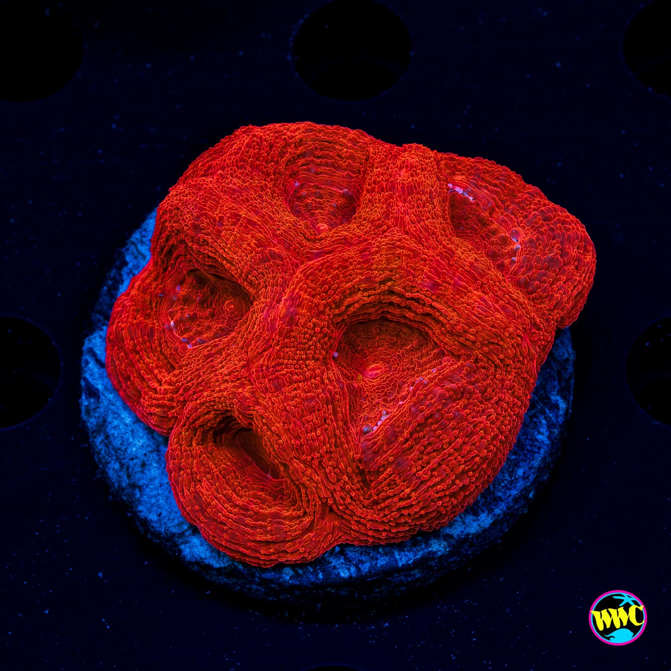Cherry Pie Bowerbanki - Actinic Photo