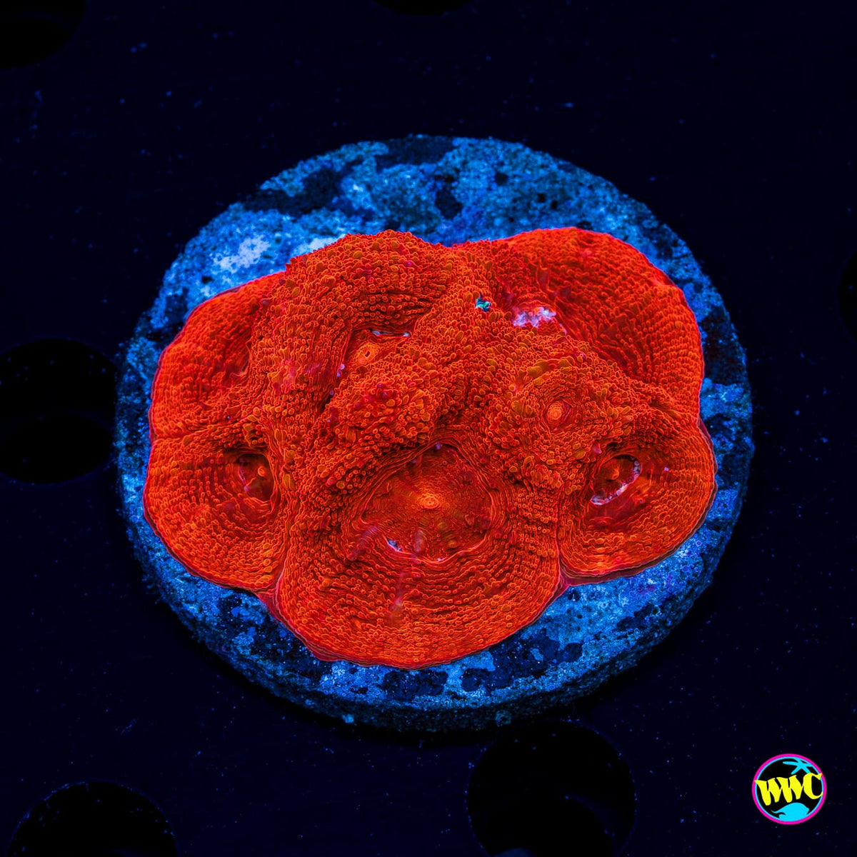 Cherry Bomb Bowerbanki - Actinic Photo