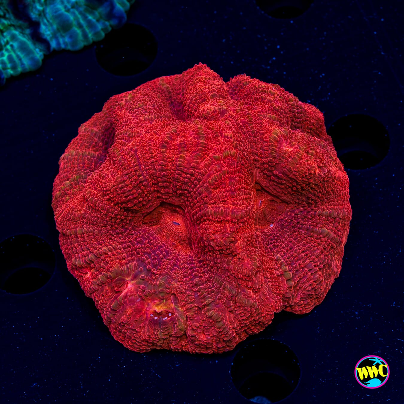 Strawberry Pie Bowerbanki - Actinic Photo