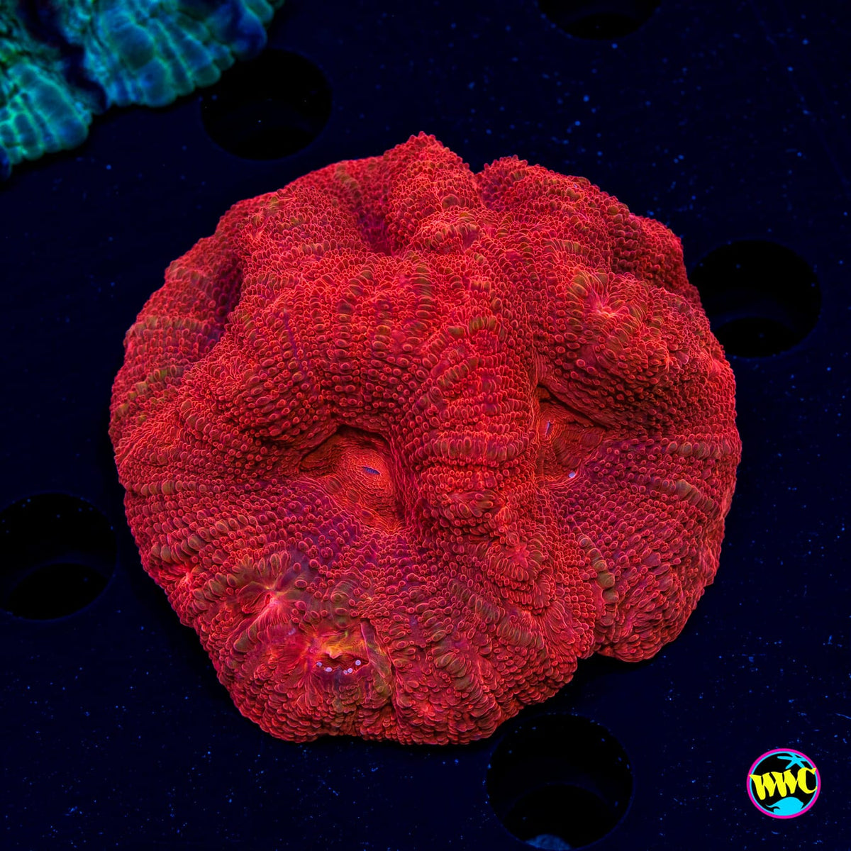 Strawberry Pie Bowerbanki - Actinic Photo