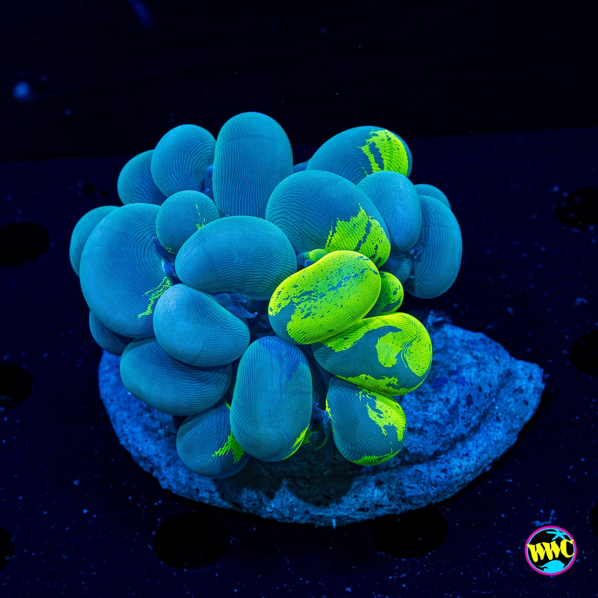 Reverse Splatter Bubble - Actinic Photo