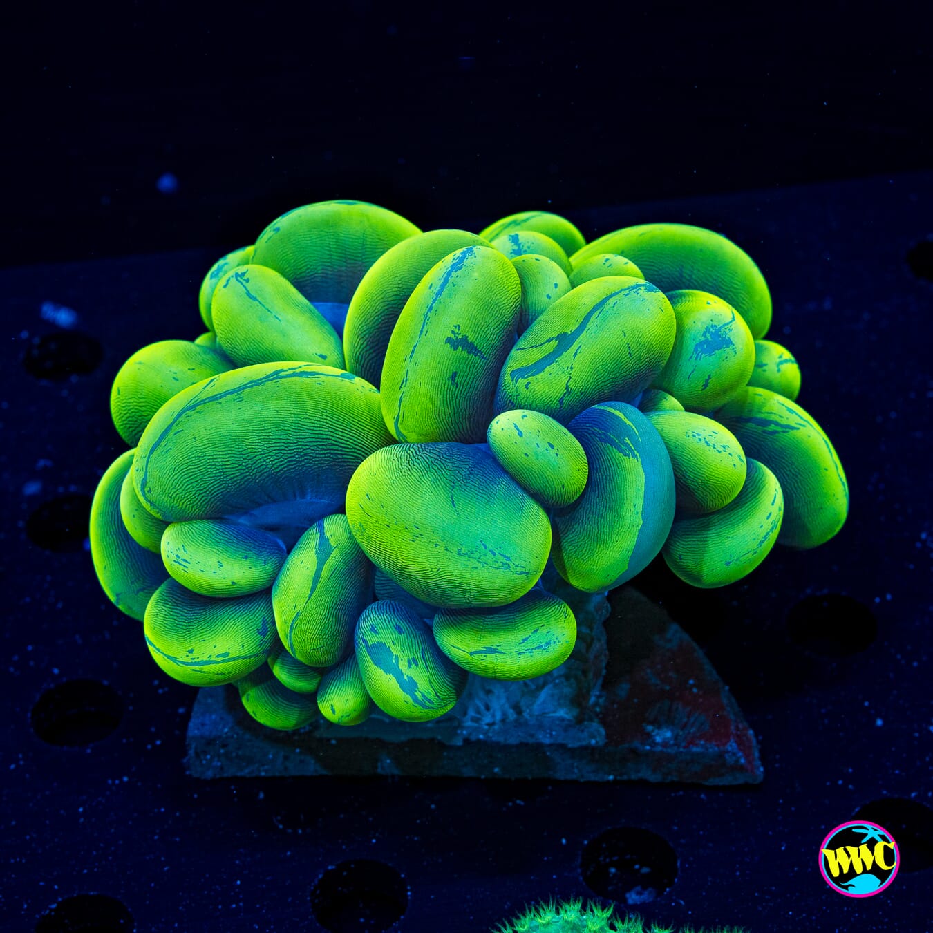 Green Splash Bubble - Actinic Photo